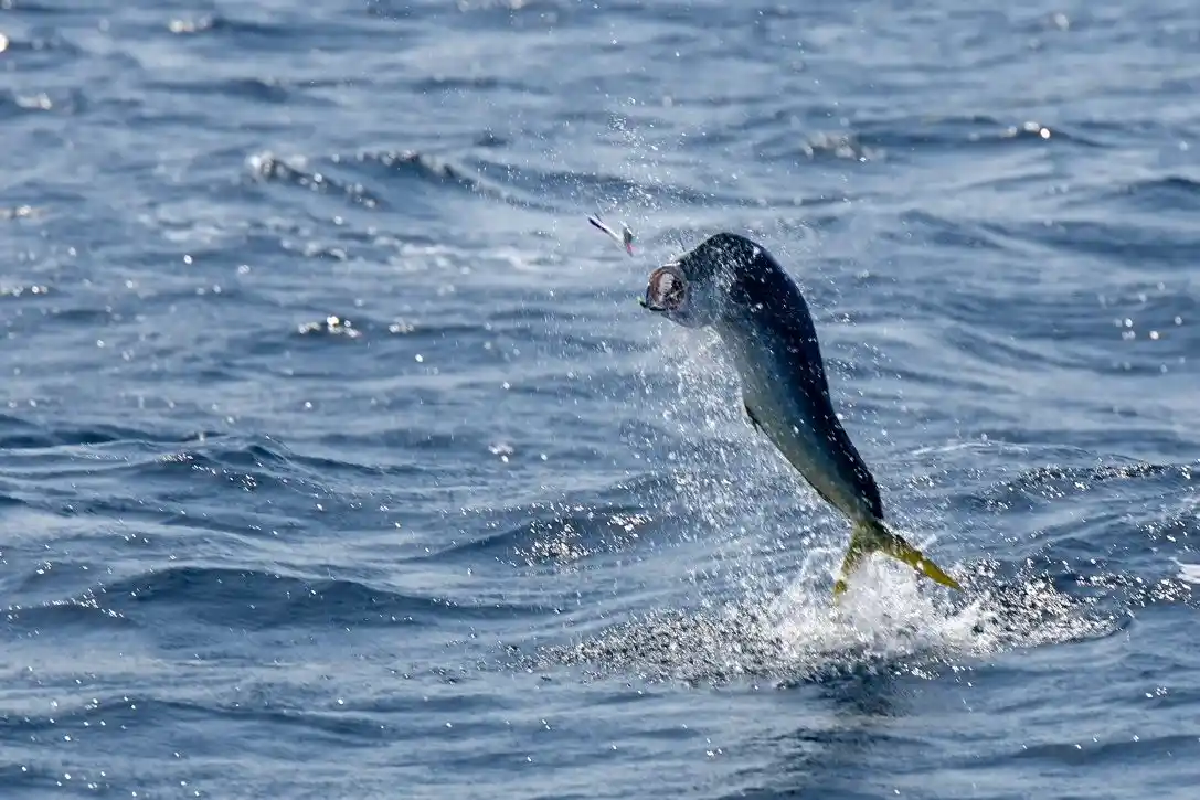 Lake Jozini tiger fishing moment