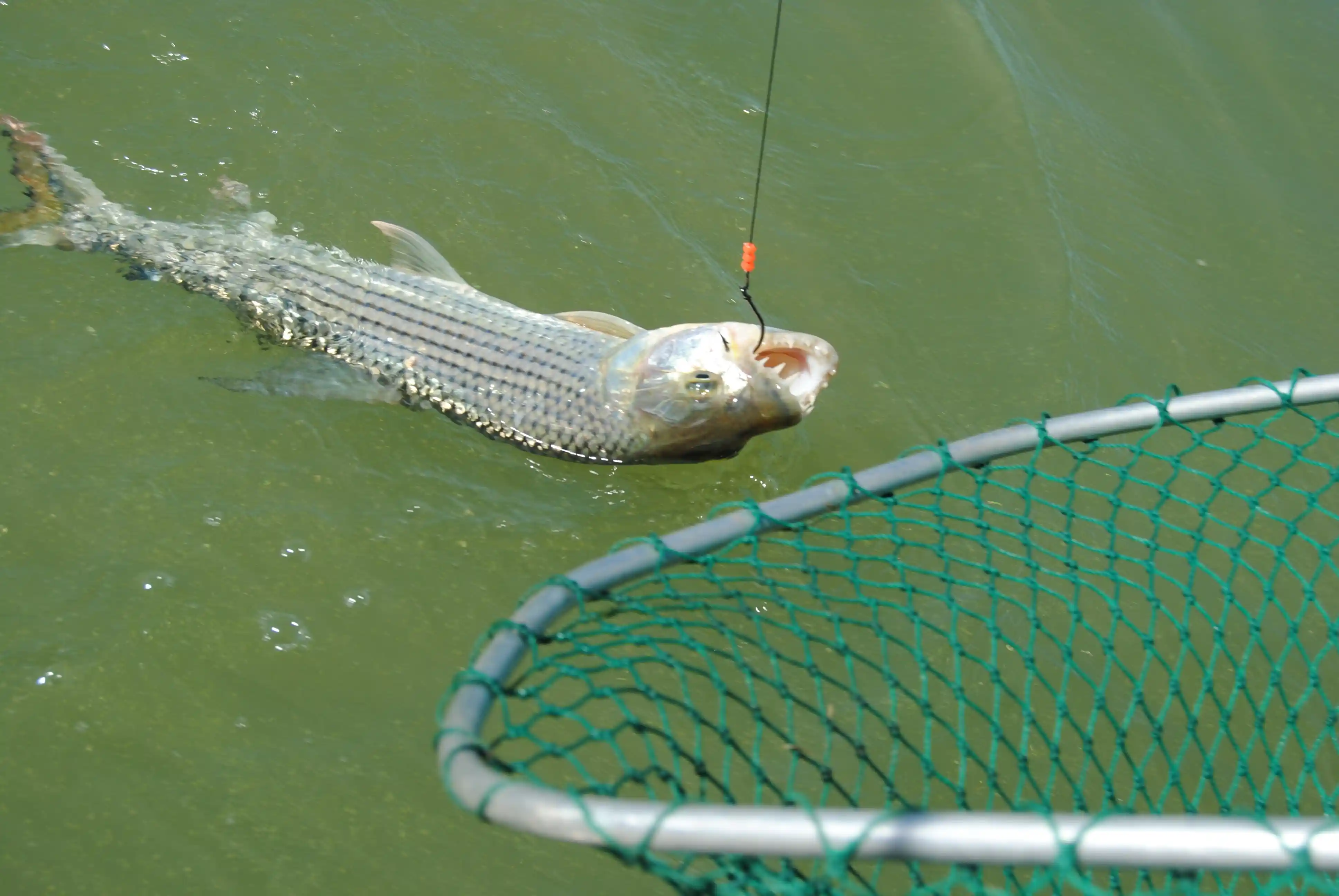 Tiger fishing at Lake Jozini