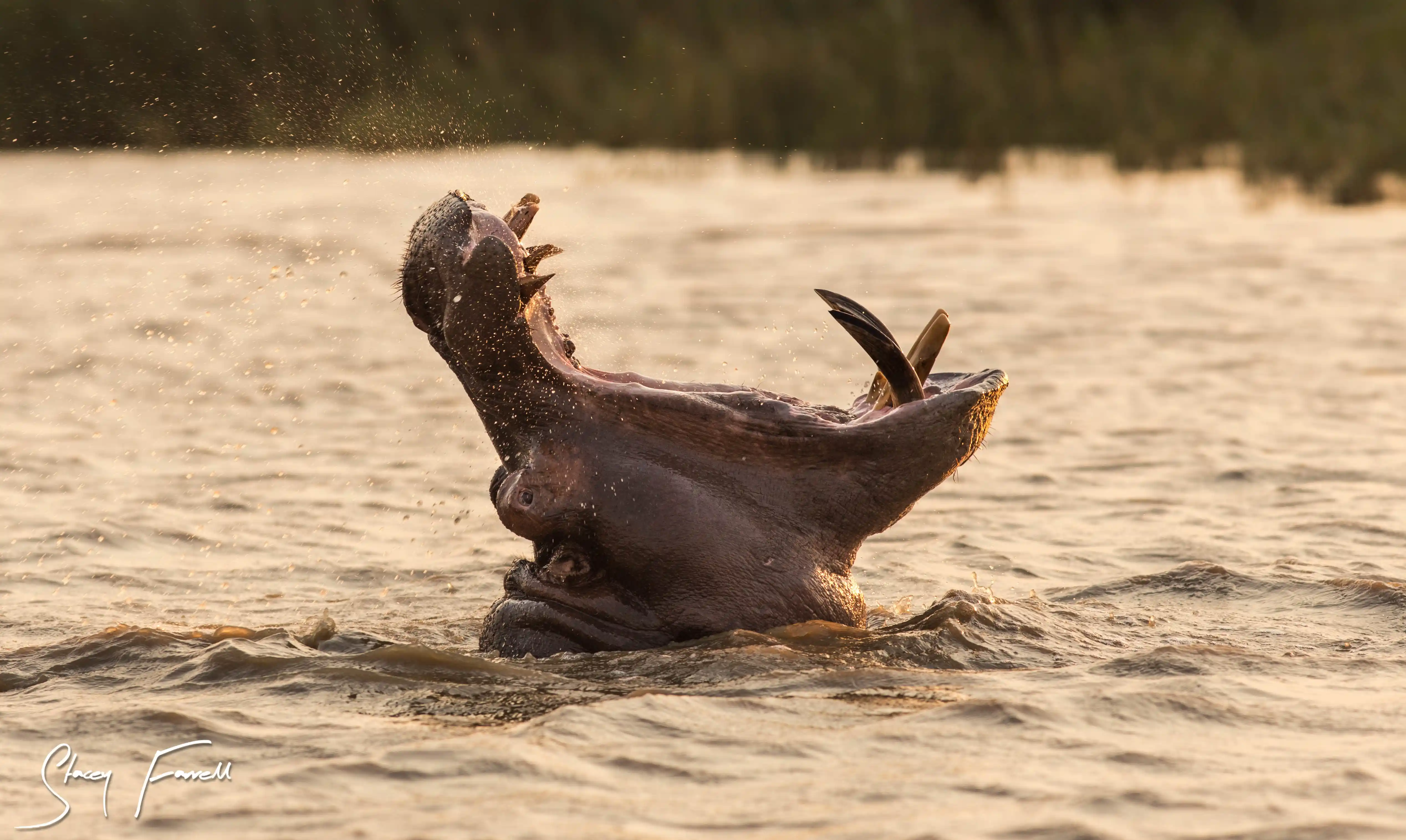 Hippo in the water, part of the wildlife around Lake Jozini