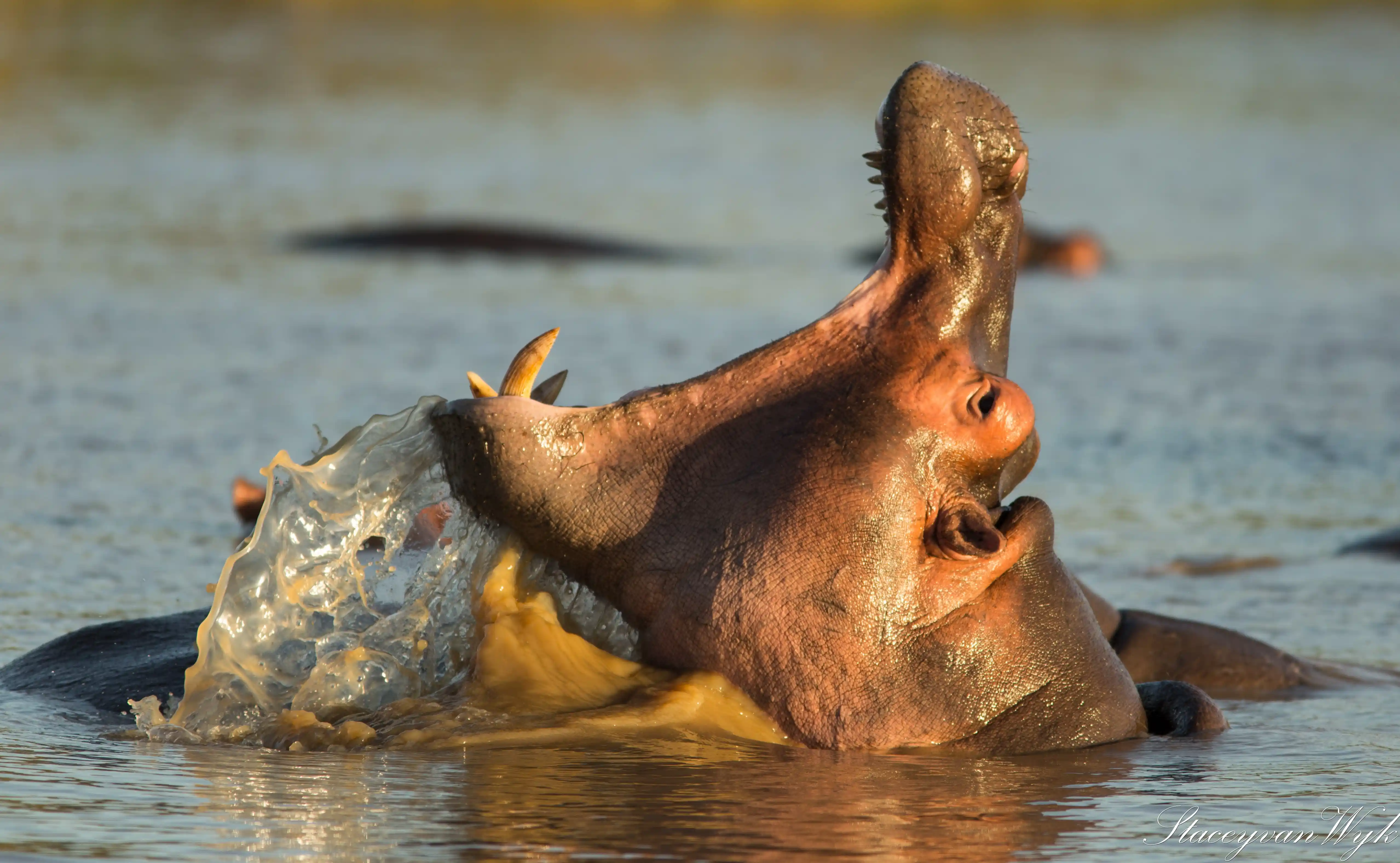 Hippo at sunset in the Pongola wilderness