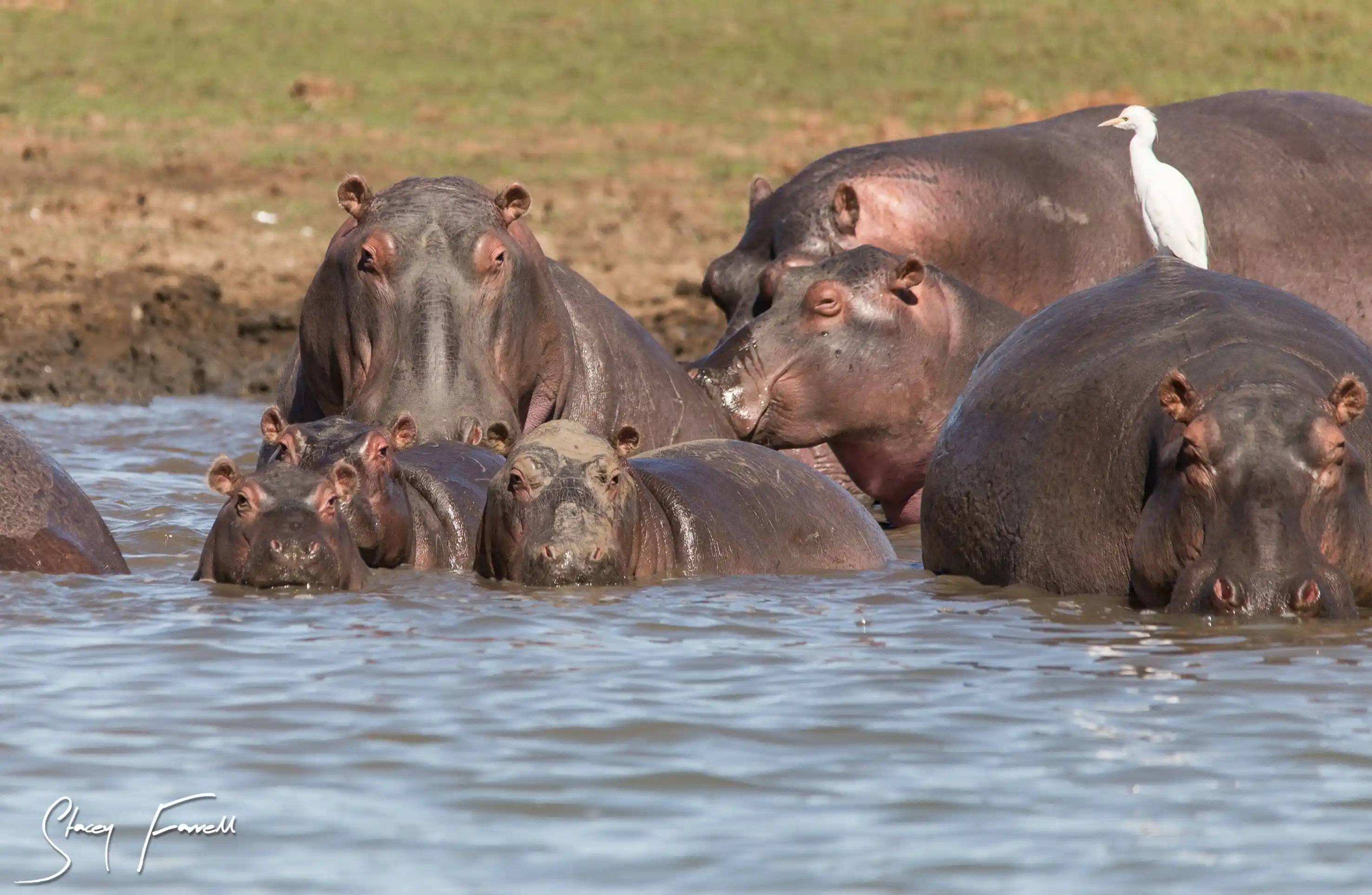 Wildlife Moments