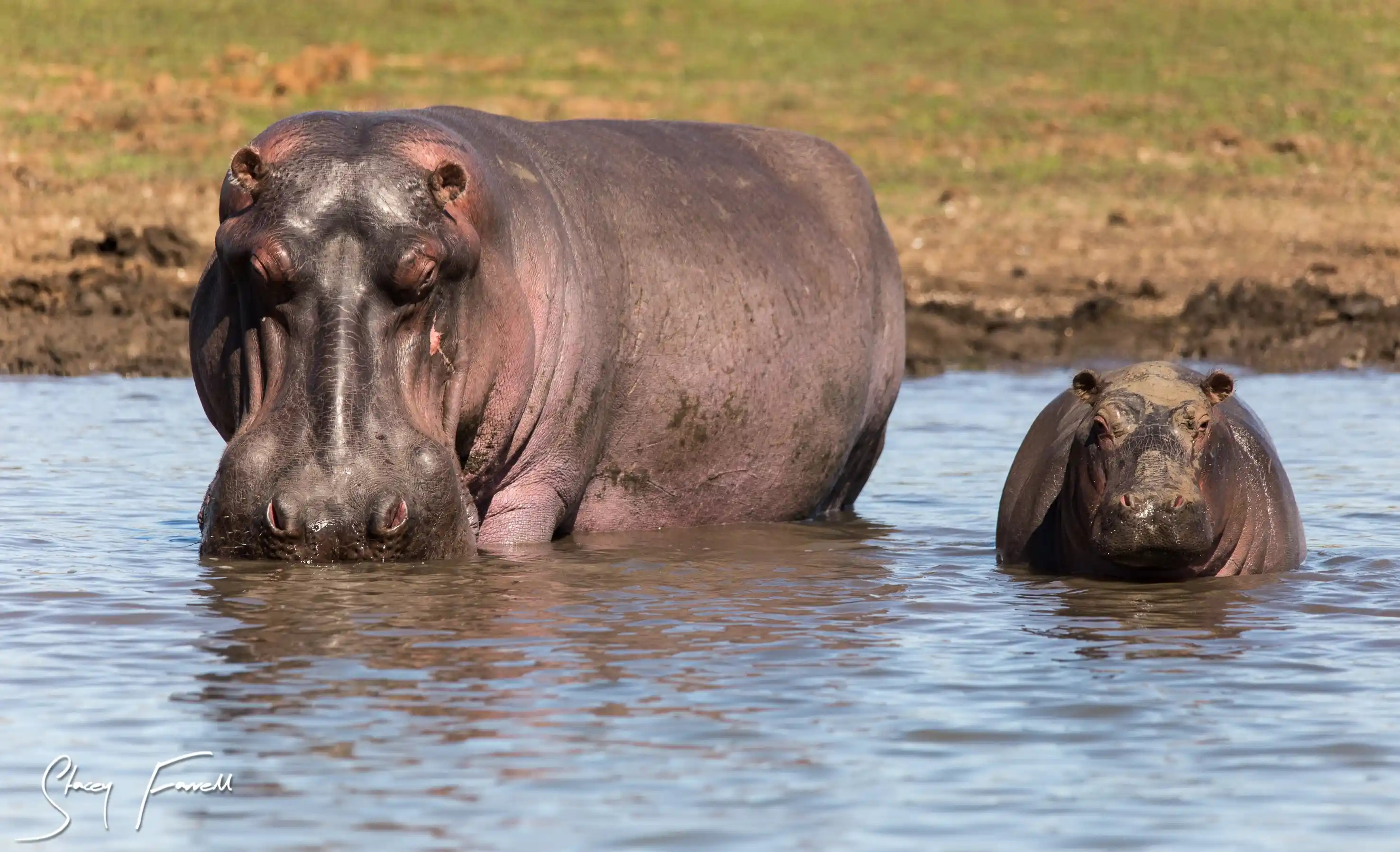 Hippos in the water near Lake Jozini