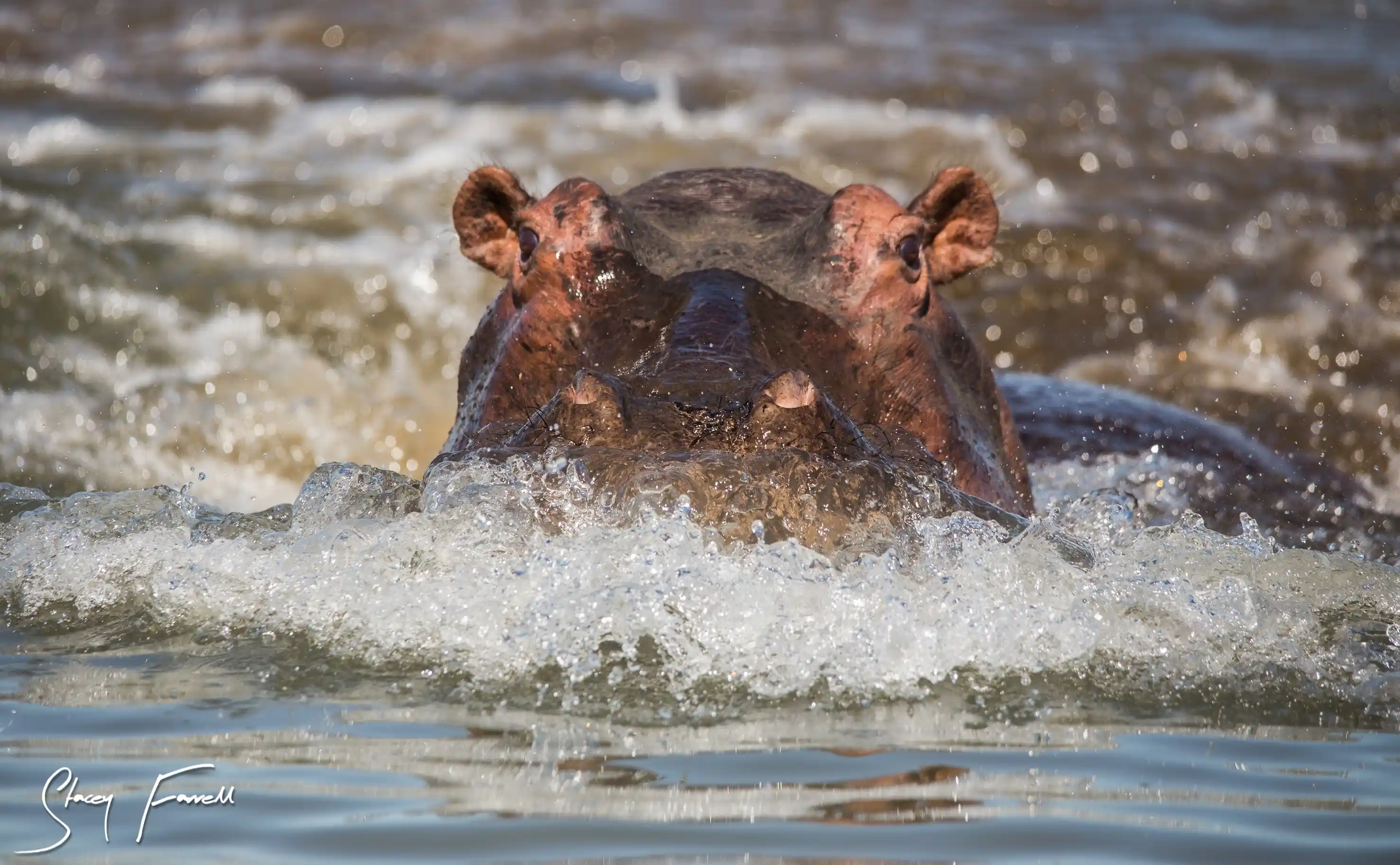 Hippos in the waters of Lake Jozini