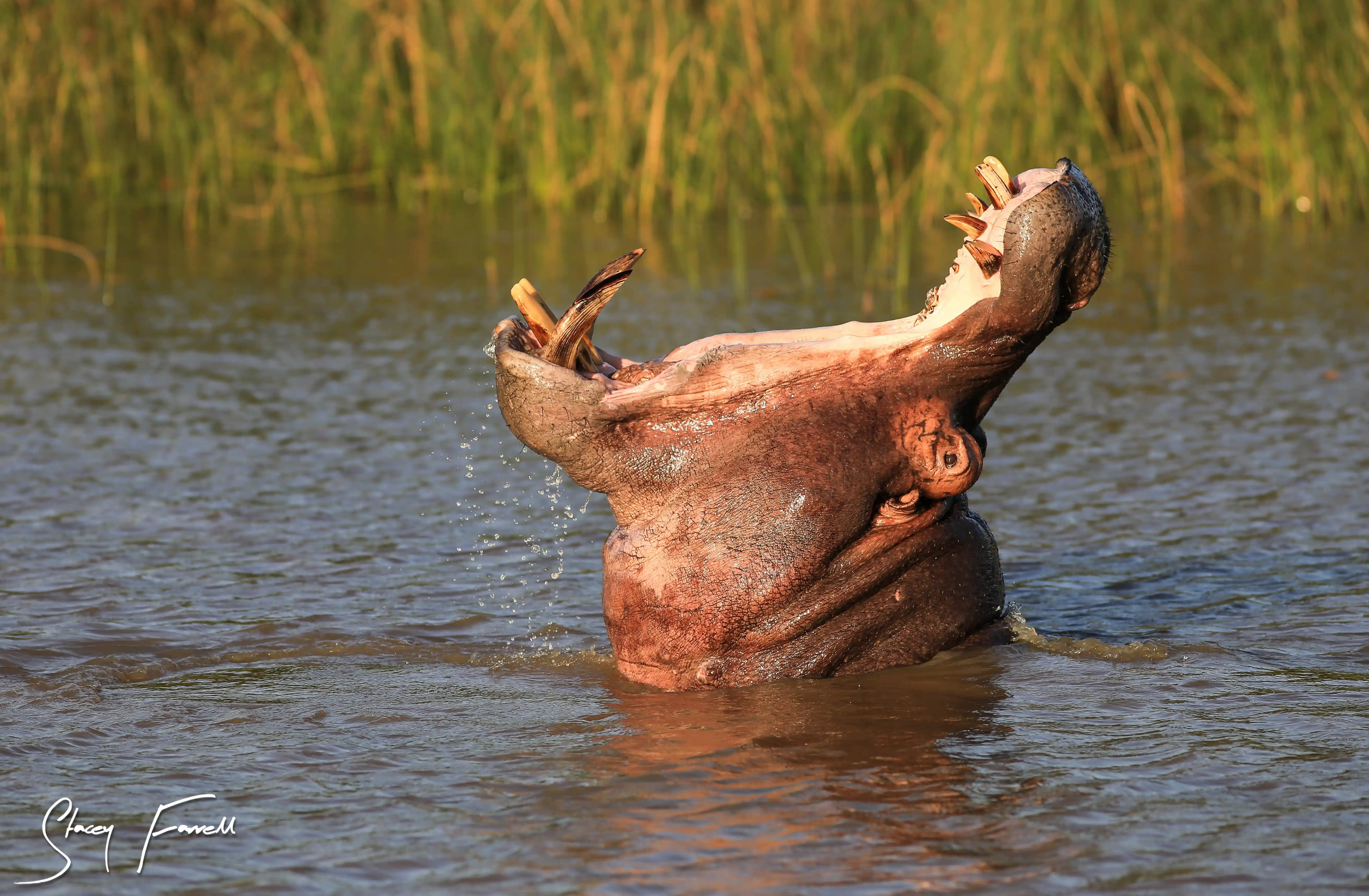 Wildlife Moments